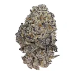 Nahaufnahme einer getrockneten Cannabisblüte mit einer Mischung aus violetten und grünen Farbtönen. Die Blüte ist mit einer frostigen Schicht Trichomen bedeckt und überall sind orangefarbene Stempel sichtbar. Diese Original Oreoz-Sorte hebt die komplizierten Details und Farben der Original Oreoz - 7 x feminisierte (weibliche) Cannabissamen vor dem weißen Hintergrund hervor.