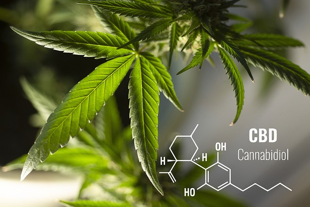 Nahaufnahme von Marihuanablättern mit hellgrünen Adern im Sonnenlicht. Die chemische Struktur von Cannabidiol (CBD) ist auf dem Bild in Weiß dargestellt, daneben steht der Text „CBD Cannabidiol“, der seine Rolle bei der Unterstützung des Nervensystems hervorhebt.