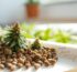 cannabissamen kaufen und mit zewa zur keimung bringen